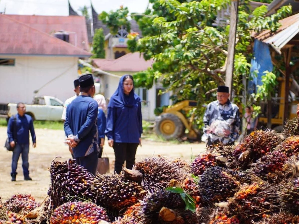 Bupati Dharmasraya Himbau Perusahaan Sawit Hentikan Penurunan Harga TBS Secara Sepihak