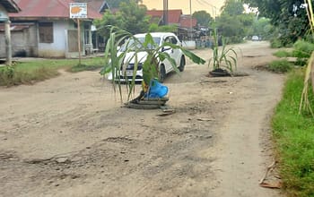 Protes Jalan Rusak, Warga Ubah Badan Jalan Jadi Kebun Pisang dan Tebu
